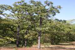 Terminalia tomentosa
